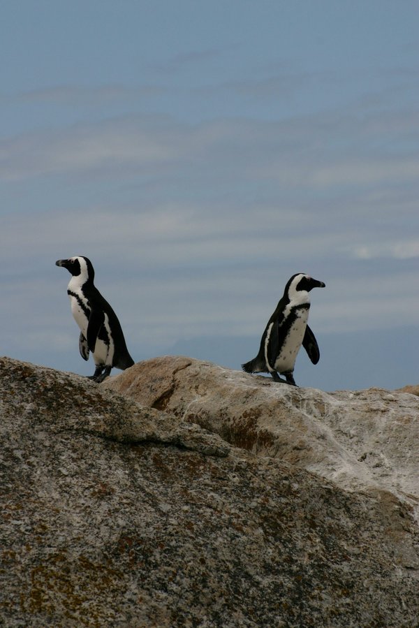 Quels sont les meilleurs spots pour observer les pingouins en Antarctique?